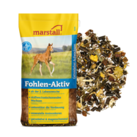 fohlen aktiv web
